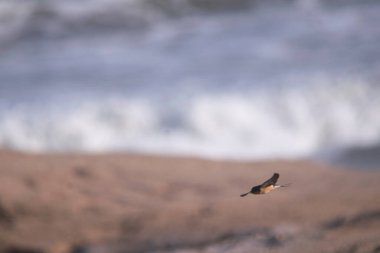 Chimango caracara, chimango, kum, sahil, kuş, kanat, su, deniz, dalga, manzara, buenos aires bölgesi, Arjantin ,