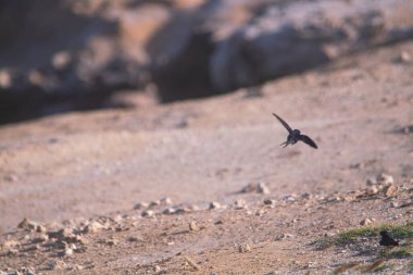 Kumsalda uçan kırlangıç