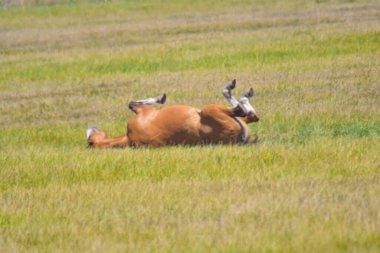 Neşeli kahverengi bir at yeşil çimenlerde yuvarlanmaktan zevk alır, bacaklarını neşe ve özgürlükle havaya kaldırır.