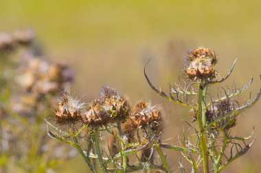 Kurumuş devedikeni başlarının yakın görüntüsü karmaşık dikenli yapılar ve kabarık tohum kalıntıları, yeşil ve sarı bir bokeh üzerine kurulmuş