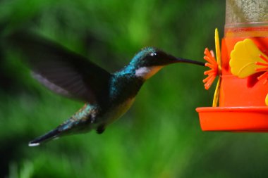 Küçük, yanardöner bir sinekkuşunun kanatları hareketle bulanıklaşır. Bahçedeki kırmızı ve sarı bir nektarın yanında gezinir.