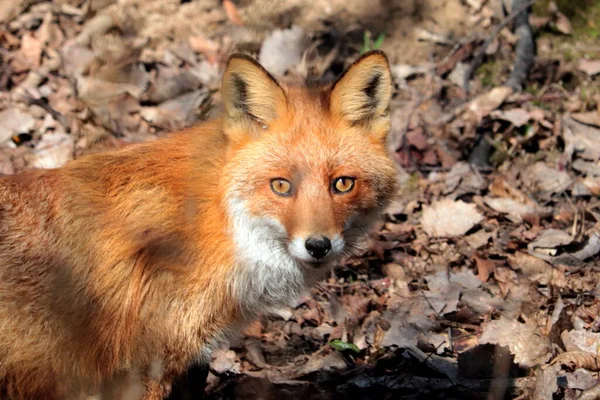 Unexpected Meeting Fox Spring Forest — Stock Photo, Image