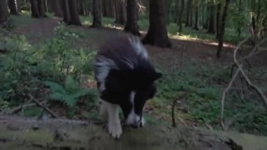 Köpek ağaçtan atlıyor.