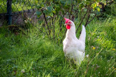 Beyaz tavuk çimlerin üzerinde