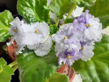 güzel kapalı bitkiler menekşeler