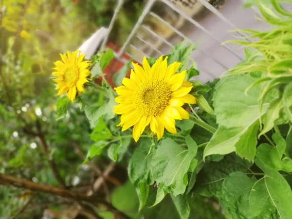 Field Yellow Sunflowers Summer Day — Stock Photo, Image