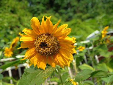 Tarlada bir ayçiçeğinin yakın çekimi