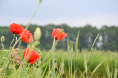Kırsalda bir çayırda gelincikler yetişiyor.
