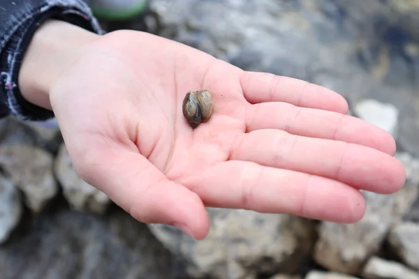 Ένα Μικρό Σαλιγκάρι Βρίσκεται Στην Παλάμη Ενός Κοντινού Χεριού — Φωτογραφία Αρχείου