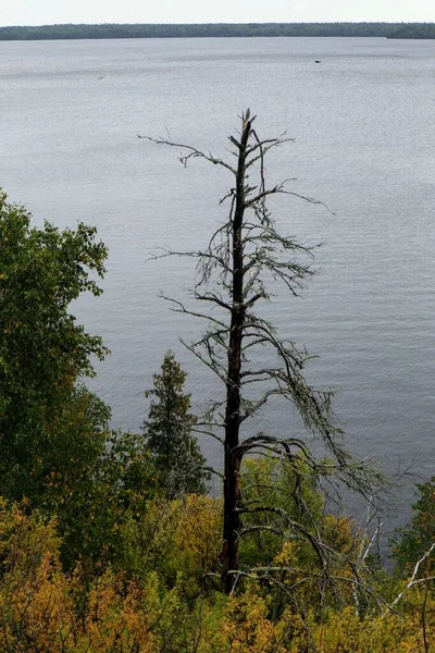 西ホーク湖のそばに枯木が立っている — ストック写真