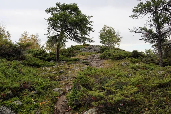 一棵孤零零的树生长在布满青草的高高的石堤上 — 图库照片