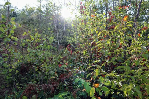 The sun in the forest shines through the dense and green branches of trees