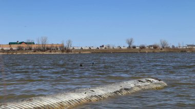Bir çift vahşi ördek küçük bir gölde yüzüyor..