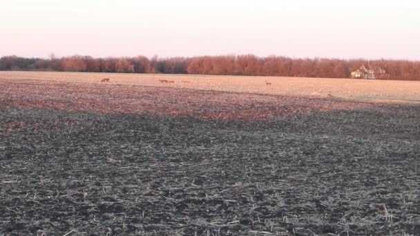 Eine Kleine Herde Hirsche Überquert Das Feld Bei Sonnenuntergang — Stockvideo