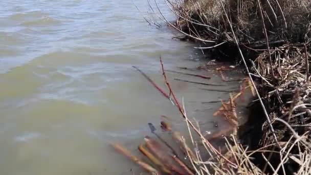 Die Wellen Spülten Trockenes Schilf Land — Stockvideo