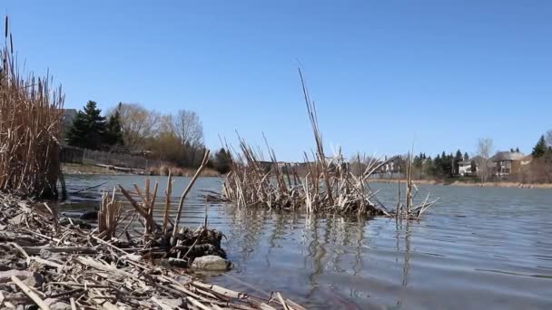 Kuru Sazlıklar Rüzgarda Sallanıyor Küçük Bir Göletin Kıyısında — Stok video
