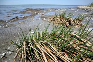 Göl kenarındaki kumda büyüyen otlar..