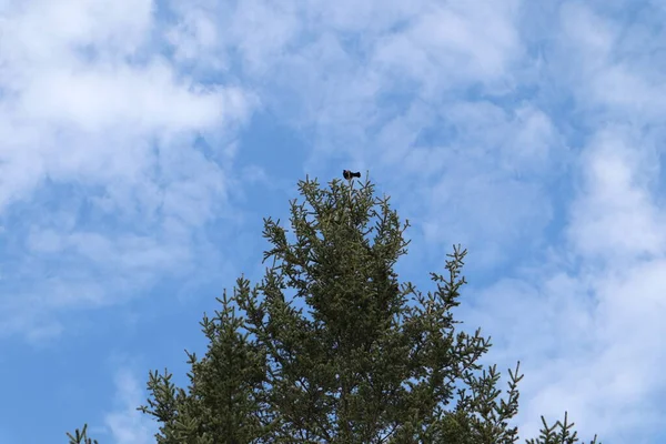 Schwarzer Vogel Auf Einer Fichtendecke Mit Blauem Himmel Hintergrund — Stockfoto