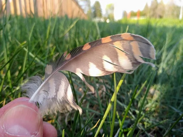 Nahaufnahme Einer Feder Eines Wildvogels Den Fingern Eingeklemmt — Stockfoto