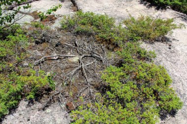 Taşların arasından filizlenen yeşil bir çalılığın dallarına ve köklerine yakın..
