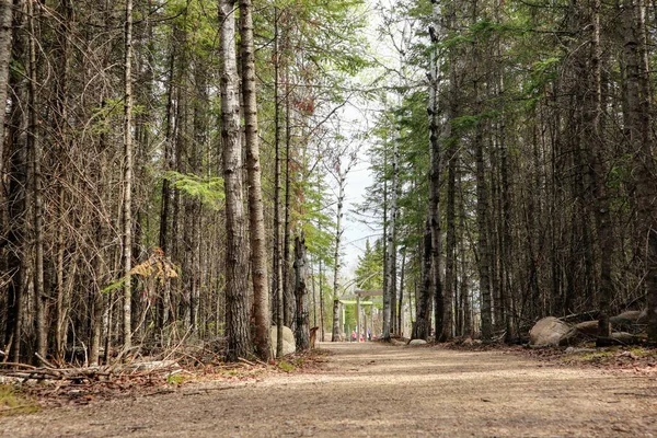 Στενό Μονοπάτι Ένα Μικτό Δάσος Φωτογραφία Από Επίπεδο Του Εδάφους — Φωτογραφία Αρχείου