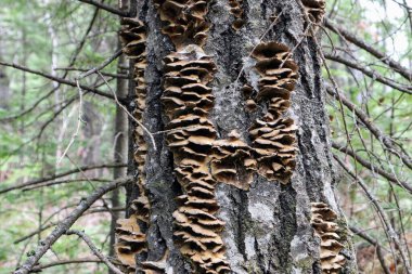 Bagajdaki ağaç mantarlarını kapat. Orman arka planda
