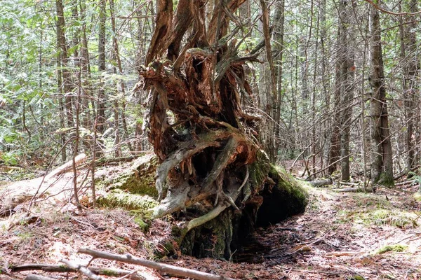 Primer Plano Las Raíces Árbol Caído Derribado Por Viento Bosque —  Fotos de Stock
