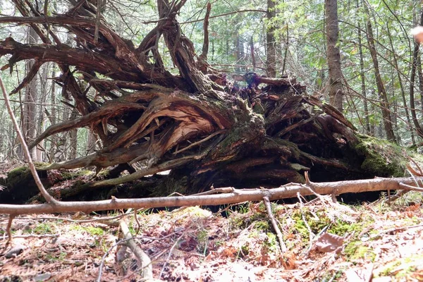 Primer Plano Las Raíces Árbol Caído Derribado Por Viento Bosque —  Fotos de Stock