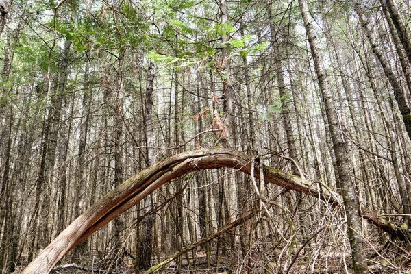 The bent trunk of a fallen tree is stuck among other trees in the forest