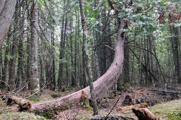 The bent trunk of a fallen tree is stuck among other trees in the forest