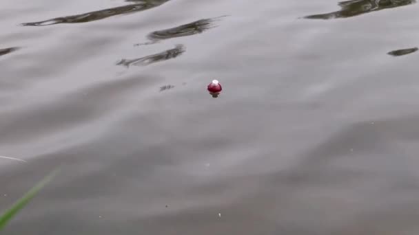Slow Motion Close Red White Fishing Float Swinging Waves — Stok Video