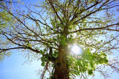 Ormandaki güneş, ağaçların sık ve yeşil dallarında parlıyor.