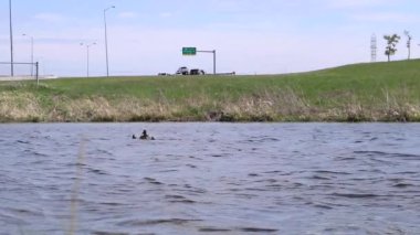 Yavru ördekler küçük bir gölette yüzerken ağır çekim vahşi ördek. Arka planda arabalar sürüyor..