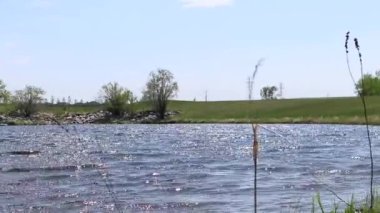 Rüzgarda sallanan kuru otların yakın çekimi. Suyun üzerinde güneşin parlaklığı. Yeşil çimenler, arka planda yürüyen bir adamın silueti.