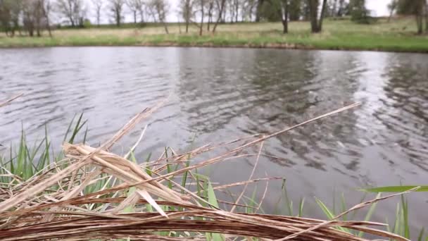Zeitlupe Großaufnahme Von Wind Schwankendem Gras Ruhiger Fluss Hintergrund — Stockvideo