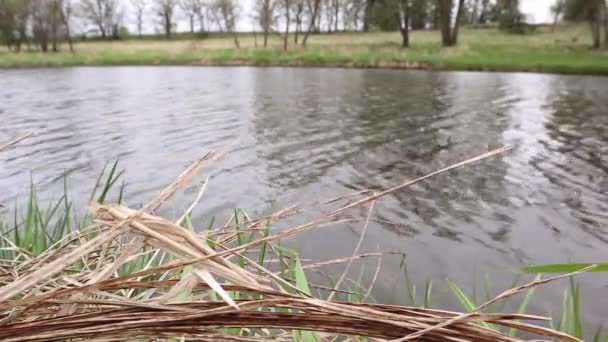 Großaufnahme Von Gras Das Wind Schwankt Ruhiger Fluss Hintergrund — Stockvideo