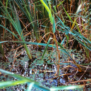 İmparatorluk gölet detay