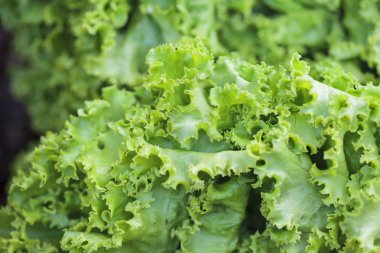 İtalyan makarna tricolore