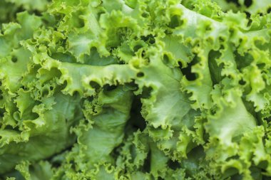 İtalyan makarna tricolore