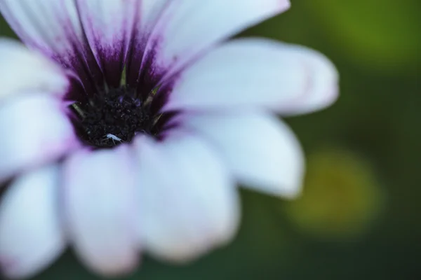 El pulgón dentro de la flor — Foto de Stock