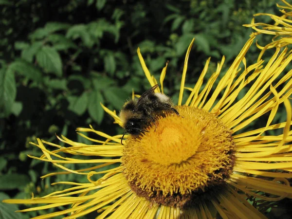 Bumblebee Dandelion — Stock Photo, Image