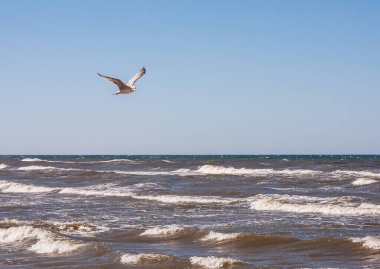 Martı ve Baltık Denizi
