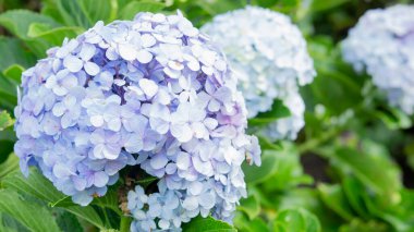Endonezya Hydrangea Serrata çiçekleri bulanık arkaplanda yeşil yapraklarla mavi renktedir.