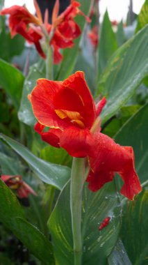 Endonezya Zambağı Cannaceae ailesinde çiçek açan bir bitki değildir.
