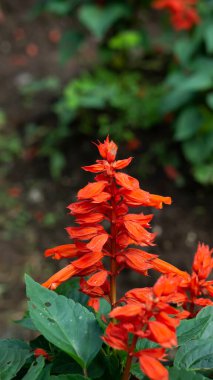 Endonezya Güzel Red Salvia Çiçekleri İlkbaharda Botanik Bahçesinde