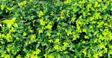 Endonezya Griselinia 'sı yeşil yapraklı tropikal çalıyı terk ediyor, kapat