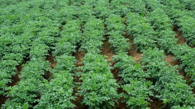 Soğuk tepelerde yeşil manzaralı Endonezya Patates Bahçesi