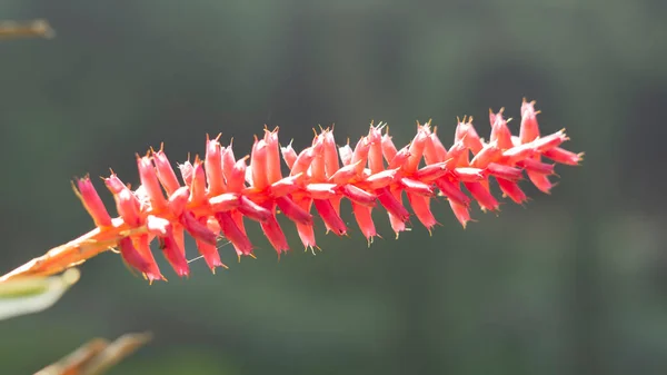 Endonezya Kırmızı Galangal Çiçeği Bulanık Arkaplan Bulanık Odak — Stok fotoğraf