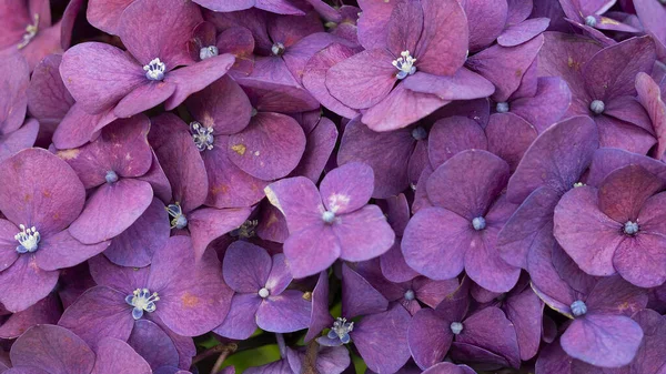 Indonésio Lindo Roxo Hortênsia Serrata Flores Sobre Fundo Branco — Fotografia de Stock