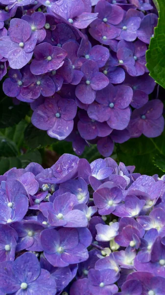 印度尼西亚水草花色拉塔花是美丽的紫色蓝色 — 图库照片